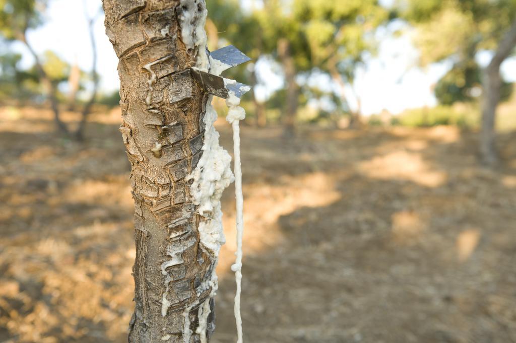 La Manna Di Zabbra Konuk evi Pollina Oda fotoğraf